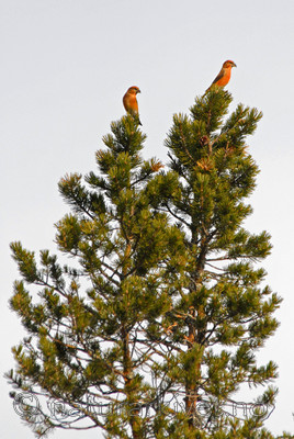 _SRE2441 copy / Loxia curvirostra / Grankorsnebb